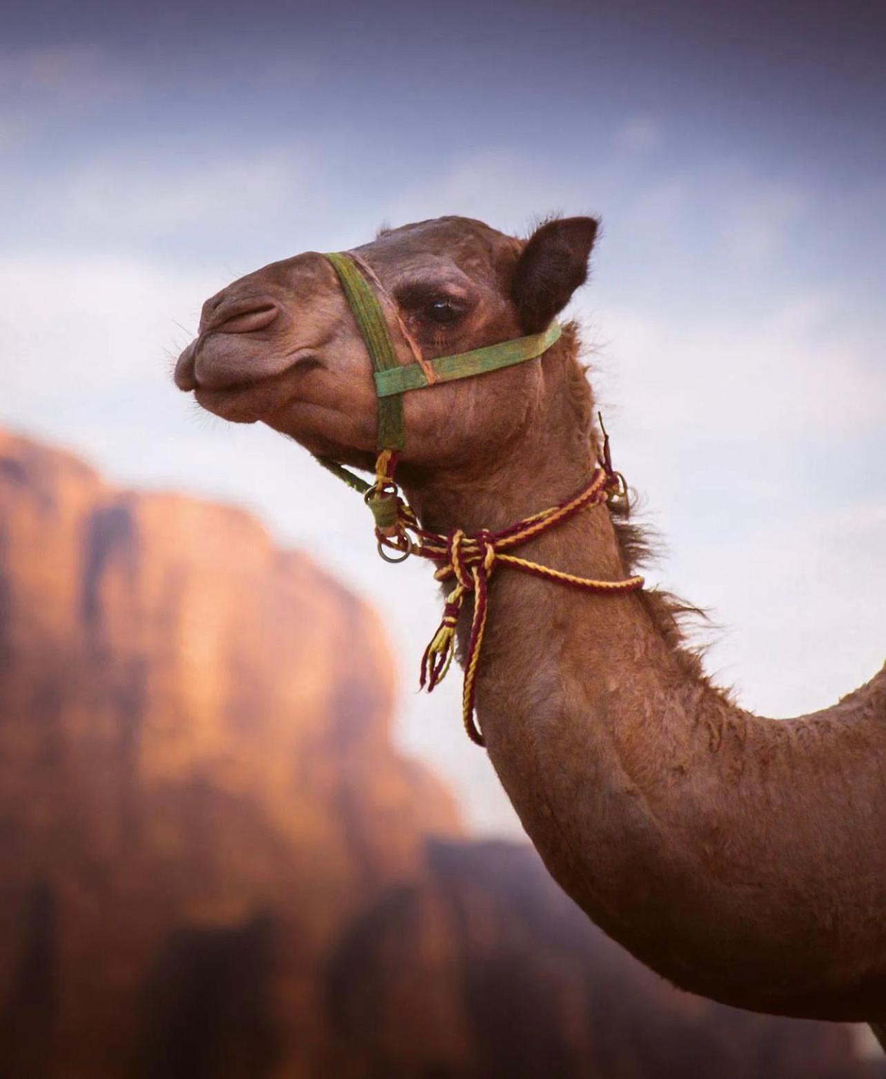 Luxuszelt Bedouin Bunch Camp *